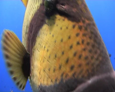 Titan trigger fish - close up - touching lens Stock Footage 581255
