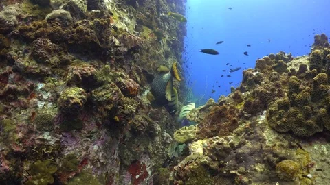 Titan Trigger fish eating Stock Footage 77094753