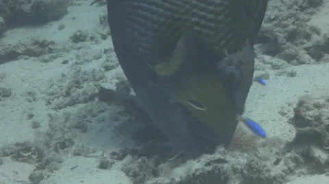 Titan trigger fish feeding close up Video stock 33112194