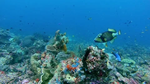 Titan Trigger fish feeding on coral Stock Footage 152671766