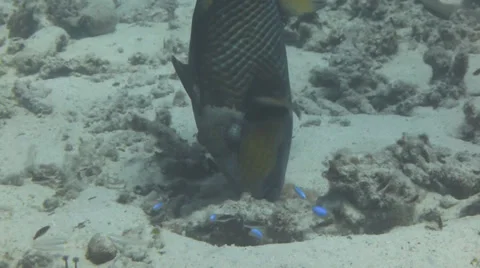 Titan trigger fish feeding 動画素材 33071341