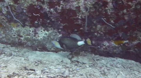 Titan trigger fish feeding off rock Stock Footage 33098205