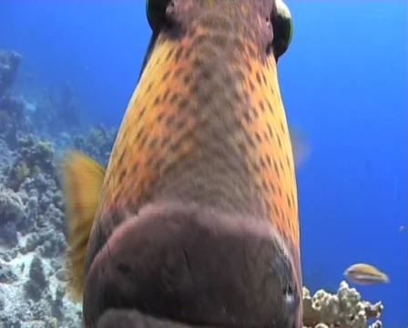 Titan trigger fish Stock Footage 581177