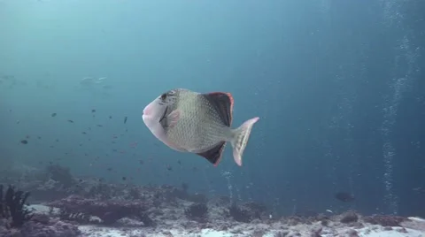 Titan trigger fish. Stock Footage 65453540