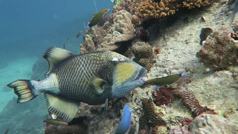Titan trigger fish Stock Footage 80800514