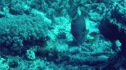 Titan Trigger fish - HD Stock Footage 27885037