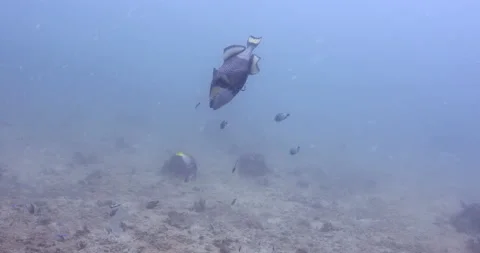 Titan trigger fish hovering in blue water doing cleaning, steady 4K footage Stock Footage 150029668