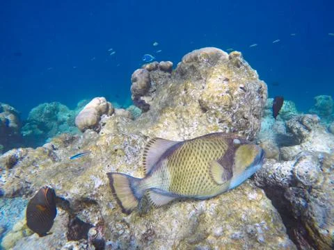 Titan trigger fish Foto stock