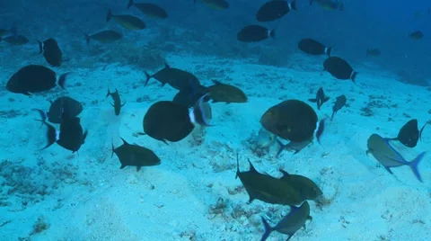 Titan trigger fish protect its nest - balistoides viridescens, Red Sea Stock Footage 31750638
