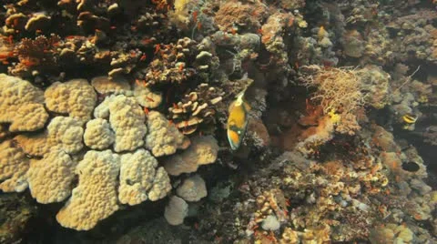 Titan trigger fish swims along the coral reef Stock Footage 22638506