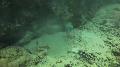 Titan trigger fish swims along the coral reef and feeding Stock Footage 22638785
