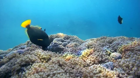 Titan triggerfish attacked the Hermit crab on soft corals - Red Sea Stock Footage 77613452