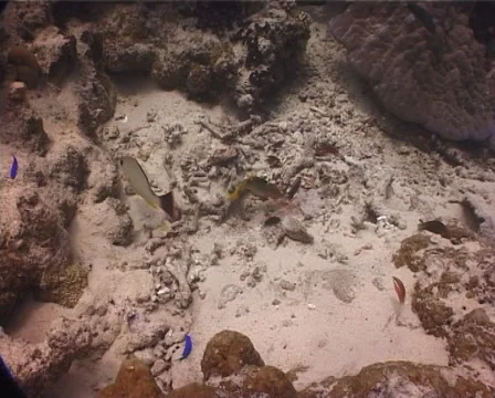 Titan triggerfish attacking camera, Balistoides viridescens, UP10214 Stock Footage 62074552