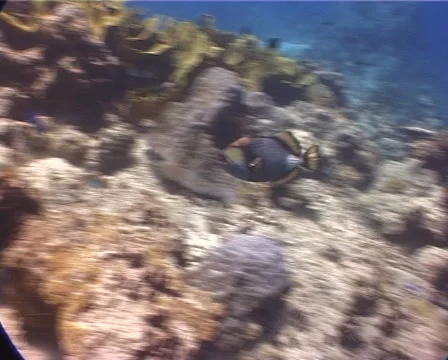 Titan triggerfish attacking camera on shallow coral reef, Balistoides Stock Footage 62074551