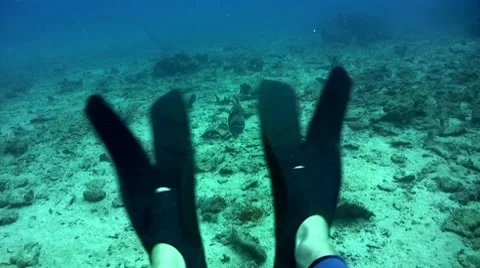 Titan triggerfish (Balistoides viridescens) attacking cameraman Stock Footage 7909512