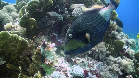 Titan Triggerfish (balistoides viridescens) Biting off Hard Coral Video stock 334734428