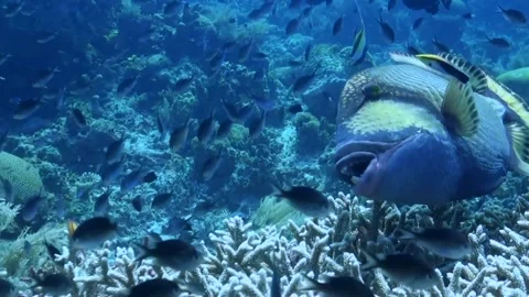 Titan Triggerfish (balistoides viridescens) - Close Up - Tubbataha reefs Stock Footage 248410182
