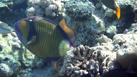 Titan triggerfish ( Balistoides viridescens) on corals background 4K video clip Stockbeeldmateriaal 159092335