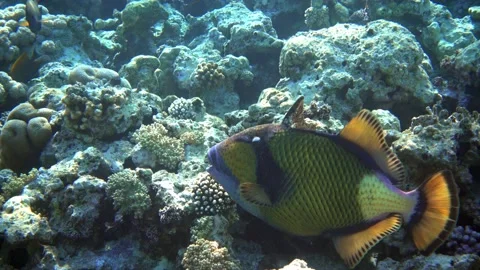 Titan triggerfish ( Balistoides viridescens) on corals background 4K video clip Video stock 159094294
