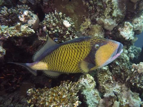 Titan triggerfish Balistoides Viridescens House Reef dive site Mangrove Bay El Stock Photos