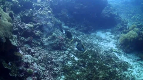 Titan Triggerfish (balistoides viridescens) Mating "Dance"- Philippines Video stock 334734347