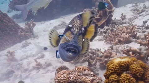 Titan triggerfish being cleaned Video stock 58308329