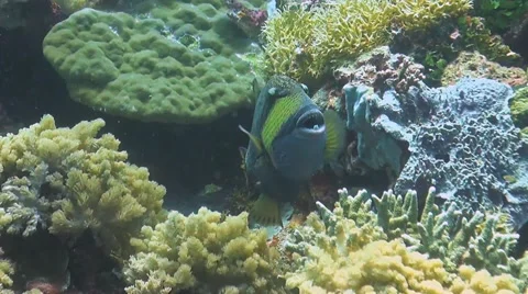 Titan Triggerfish with a cleanerfish Stock Footage 51595286