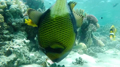 Titan triggerfish close up underwater 库存影片 155741787