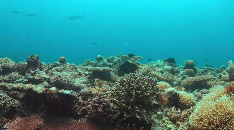 Titan Triggerfish on a coral reef. 4K Stock Footage 62587344