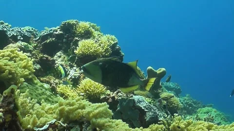 Titan Triggerfish on a coral reef Stock Footage 51590587