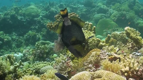 Titan Triggerfish on a coral reef Stock Footage 51591403