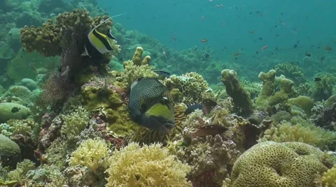 Titan Triggerfish on a coral reef Stock Footage 51591405