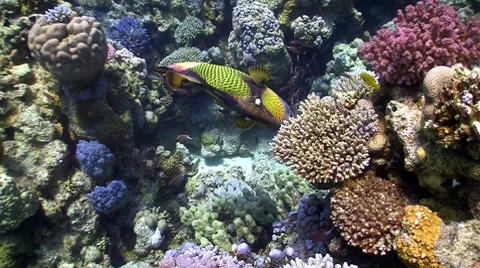 Titan triggerfish on coral reef, red sea Stock Footage 7766974