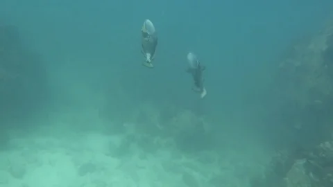 Titan Triggerfish courtship Stock Footage 80901441