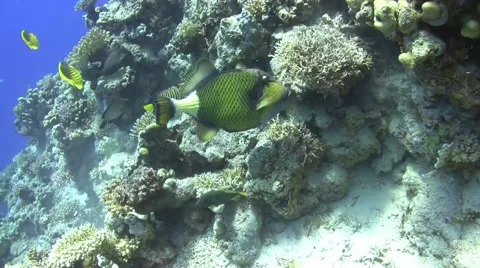 Titan triggerfish cracking corals Video stock 56032372