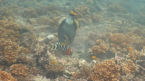 Titan triggerfish eating and lifting corals Stock Footage 281857501