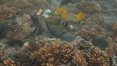 Titan triggerfish eating - close up Stock Footage 281857226