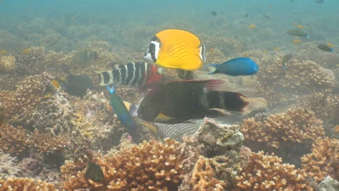 Titan triggerfish eating - close up Stock Footage 281857257