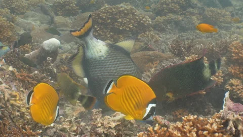 Titan triggerfish eating - close up Stock Footage 281857259
