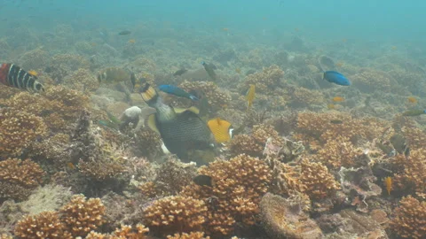 Titan triggerfish eating - close up Stock Footage 281857416