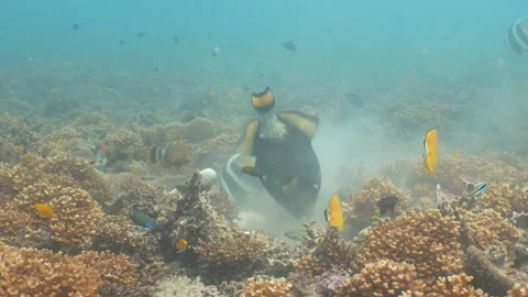Titan triggerfish eating in a cloud of sand Stock Footage 281857617