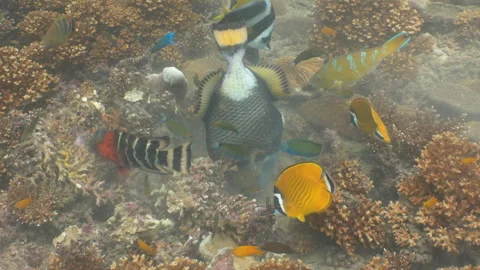 Titan triggerfish eating coral - close up Stock Footage 281857686