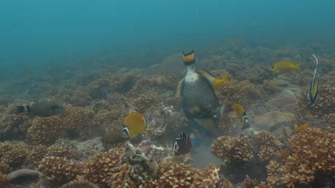 Titan triggerfish eating coral Stock Footage 281857255