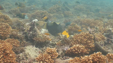 Titan triggerfish eating coral Stock Footage 281857495