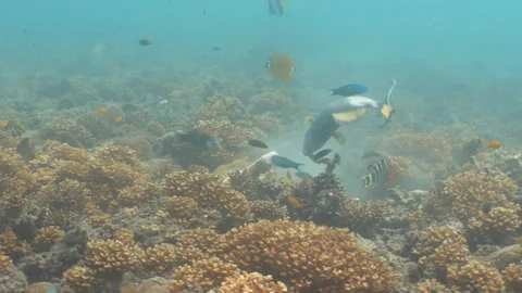 Titan triggerfish eating coral Stock Footage 281857536
