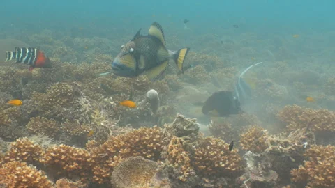 Titan triggerfish eating coral Stock Footage 281857672
