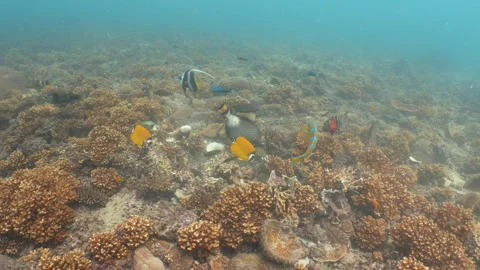 Titan triggerfish eating coral Stock Footage 281857783