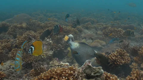 Titan triggerfish eating corals Stock Footage 281857206