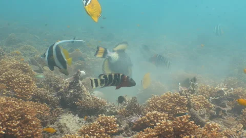 Titan triggerfish eating corals Stock Footage 281857634