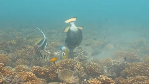Titan triggerfish eating corals Stock Footage 281857765
